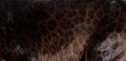 Close up of black spotted Leopard fur texture