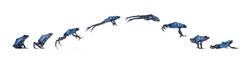 Blue poison dart frog Jumping Animation Sequence, Dendrobates tinctorius azureus, isolated on white
