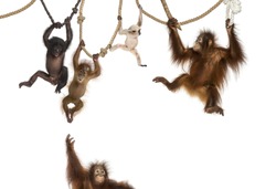 Young Orangutan, young Pileated Gibbon and young Bonobo hanging on ropes against white background