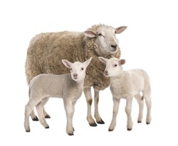 a Ewe with her two lambs in front of a white background