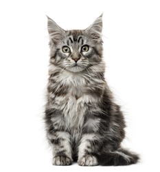 Maine coon kitten in front of white background