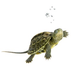 Turtle swimming in front of a white background