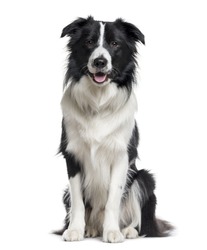 Border Collie sitting and looking the camera isolated on white