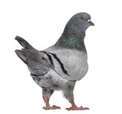 Rear view of a Black King Pigeon isolated on white