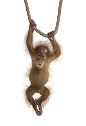 Baby Sumatran Orangutan (4 months old), hanging on a rope, studio shot, in front of a white background