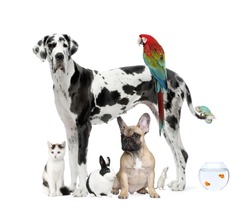 Group of pets standing in front of white background, studio shot