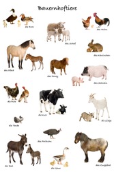 Collage of farm animals in german in front of white background, studio shot