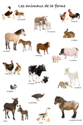 Collage of farm animals in French in front of white background, studio shot