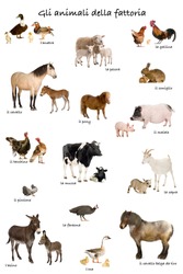 Collage of farm animals in Italian in front of white background, studio shot