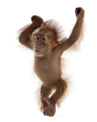 Baby Sumatran Orangutan, 4 months old, standing in front of white background