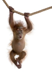 Baby Sumatran Orangutan hanging on rope, 4 months old, in front of white background