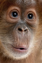 Close-up of baby Sumatran Orangutan, 4 months old