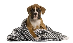 Puppy Boxer wrapped in blanket, 2 months old, in front of white background