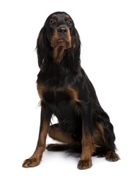 Gordon Setter dog, 16 months old, sitting in front of white background