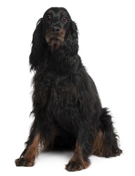 Gordon Setter dog, 7 years old, sitting in front of white background