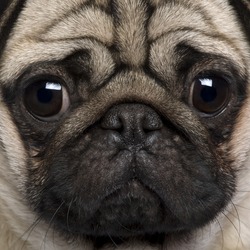 Close-up of Pug, 2 Years old