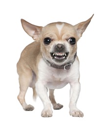 Angry Chihuahua growling, 2 years old, in front of white background