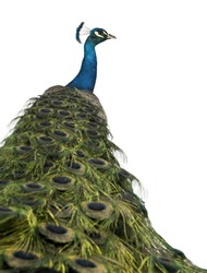 Rear view of a male Indian Peafowl in front of white background