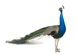 Male Indian Peafowl in front of white background