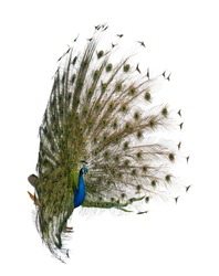Side view of Male Indian Peafowl displaying tail feathers in front of white background
