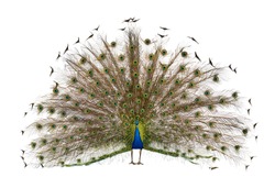 Front view of Male Indian Peafowl displaying tail feathers in front of white background