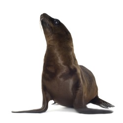 sea-lion pup (3 months) in front of a white background