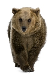 Brown Bear, 8 years old, walking in front of white background