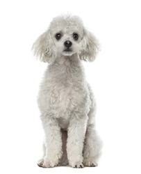 Poodle sitting, 19 months old , isolated on white