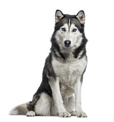 Siberian Husky sitting, 4 years old , isolated on white