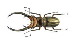 Beetle cyclommatus elaphus, isolated on white