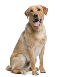 Labrador retriever, 12 months old, sitting in front of white background