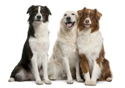 Group of three mixed-breed dogs in front of white background