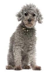 Poodle, 13 years old, sitting in front of white background