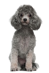 Poodle, 4 years old, sitting in front of white background