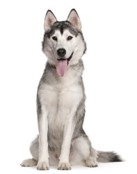 Siberian Husky, 1 year old, sitting in front of white background