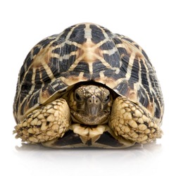 Indian Starred Tortoise in front of a white backgroung