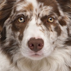 Close-up of Red Merle Border Collie, 6 months old