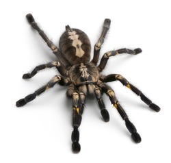 Tarantula spider, Poecilotheria Metallica, in front of white background