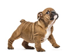 English bulldog puppy standing, isolated on white