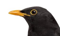 isolated close-up on a common blackbird