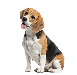 Beagle - Free Stock Photo by Mariana on Stockvault.net