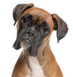 Close-up of Boxer, 12 months old, in front of white background