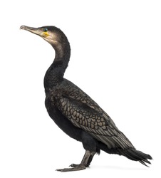 Side view of a Great Cormorant, Phalacrocorax carbo, also known as the Great Black Cormorant against white background