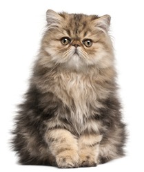Persian Kitten, 3 months old, sitting in front of white background
