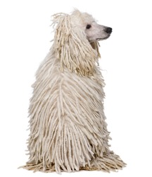Rear view of White Corded standard Poodle sitting in front of white background
