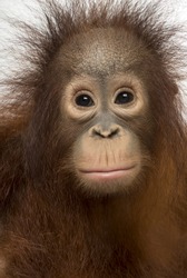 Close-up of young Bornean orangutan facing, Pongo pygmaeus, 18 months old, isolated on white