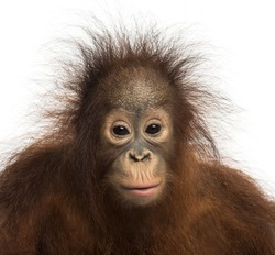 Close-up of young Bornean orangutan facing, looking at the camera, Pongo pygmaeus, 18 months old, isolated on white