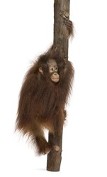 Rear view of a young Bornean orangutan climbing on a tree trunk, Pongo pygmaeus, 18 months old, isolated on white