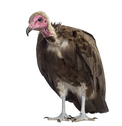Hooded vulture - Necrosyrtes monachus (11 years old) in front of a white background