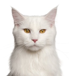 Maine-coon cat, 8 months old, portrait in front of white background
